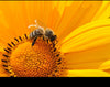 Exoterra Organics - Sustainable Organic Plant & Insect Protein Supplements 