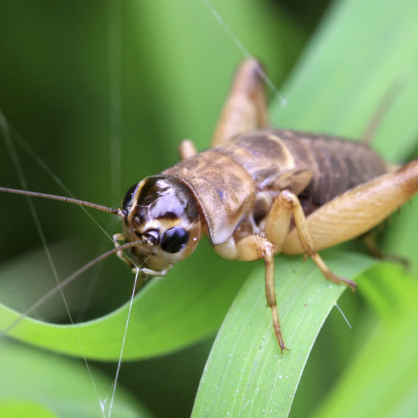 Exoterra Organics | ExoPro - Organic Human Grade Insect Protein Voted Best Insect Protein Supplement