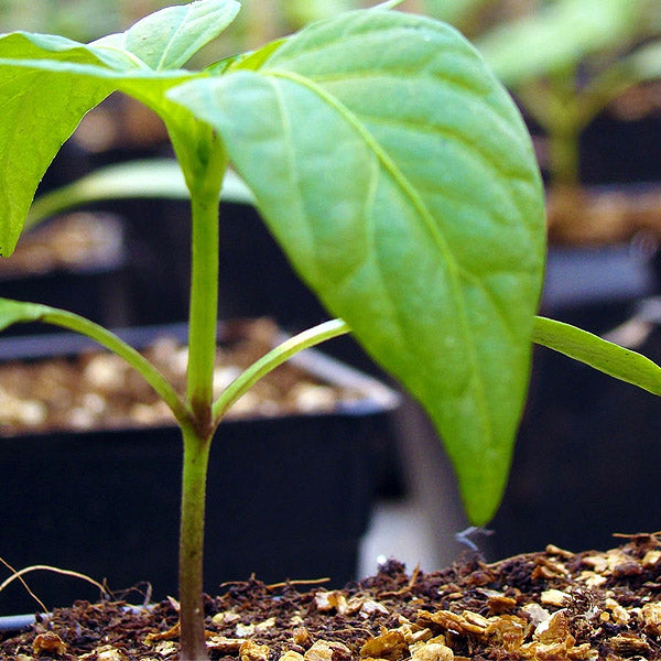 Exoterra Organics - Growing 100% Organic Plants in Sustainable Environments 
