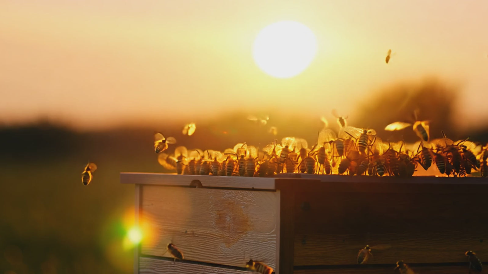 R.I.P.S™ | ORGANIC ANTIBIOTIC POWERHOUSE